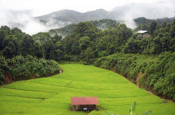 In this Sunday Aug. 20, 2017, photo, bright green rice fields sit in the hills of Huay Hom, a misty valley in the northern province of Mae Sariang, Thailand. (AP Photo/Denis Gray)
