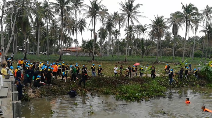Nong Plalai residents volunteered to clear the Nong Pladuk weir of water hyacinth when the plants clogged drainage pipes after heavy rain.