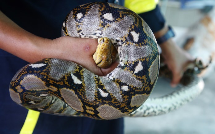 Fireman Phinyo Pukphinyo holds a python on garage roof in Bangkok. (AP Photo/Sakchai Lalit)