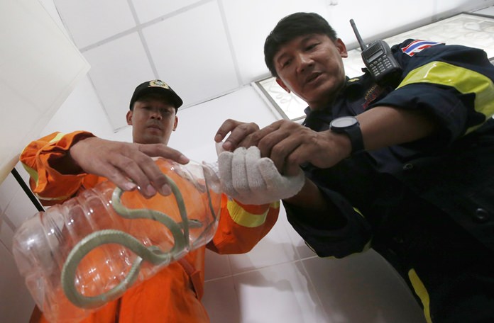 Firemen Uten Kana left, and Phinyo Pukphinyo put a golden tree snake into a water bottle after catching it at a house in Bangkok. (AP Photo/Sakchai Lalit)