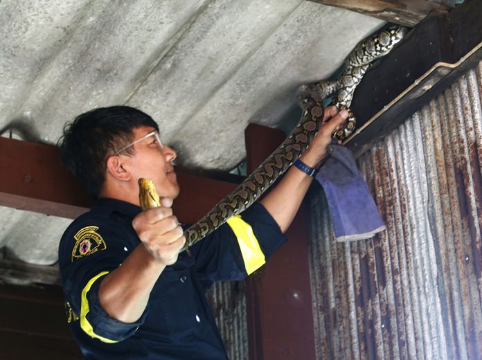 Phinyo Pukphinyo catches a python on a garage roof in Bangkok, Thailand. (AP Photo/Sakchai Lalit)