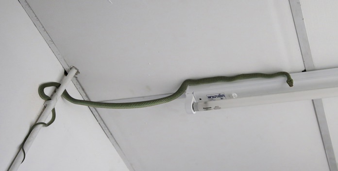 Golden tree snake is seen at a restroom of a house in Bangkok, Thailand. (AP Photo/Sakchai Lalit)