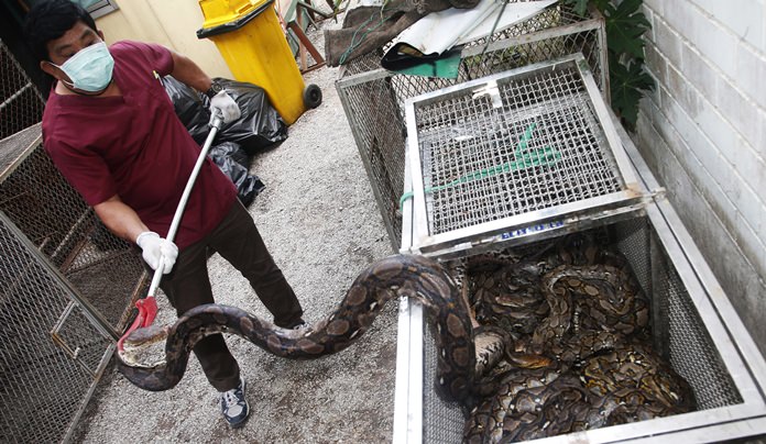 An officer of Department of National Parks and Wildlife prepares python in Bangkok, Thailand to release in the wild. (AP Photo/Sakchai Lalit)