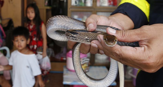 Fireman Phinyo Pukphinyo holds a sunbeam snake at a home in Bangkok, Thailand. (AP Photo/Sakchai Lalit)