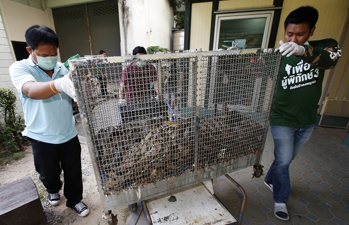 Department of National Parks and Wildlife officers prepare python to load into trucks in Bangkok, Thailand to release in the wild. (AP Photo/Sakchai Lalit)