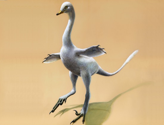 This illustration provided by Lukas Panzarin, with Andrea Cau for scientific supervision, shows a Halszkaraptor escuilliei dinosaur. The creature, about 18 inches (45 centimeters) tall, had a bill like a duck but teeth like a croc’s, a swan-like neck and killer claws. (Lukas Panzarin via AP)