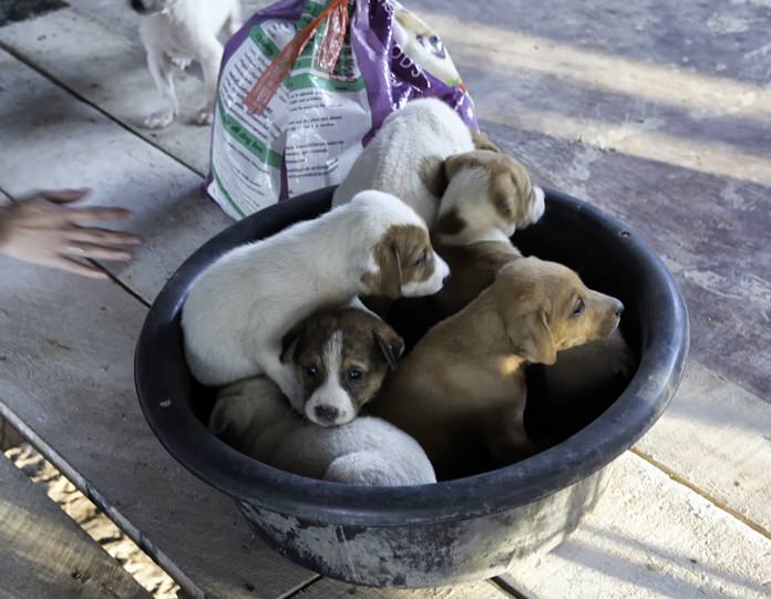 Hope for Strays has a dozen puppies for adoption.