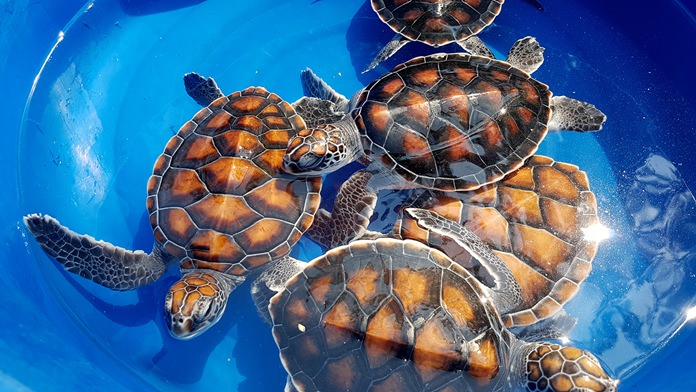 The Royal Thai Navy released 33 sea turtles as part of a coral reef and marine-conservation project initiated by HRH Princess Sirivannavari Nariratana.