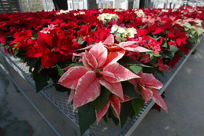 This Wednesday, Nov. 3, 2003 file photo shows hundreds of experimental poinsettias in colors of pink, red, white and even polka dot patterns, fill the University of Maryland Research Greenhouse Complex in College Park, Md. Poinsettias are not nearly as poisonous as a persistent myth says. Mild rashes from touching the plants or nausea from chewing or eating the leaves may occur but they aren’t deadly, for humans or their pets. (AP Photo/Matt Houston)