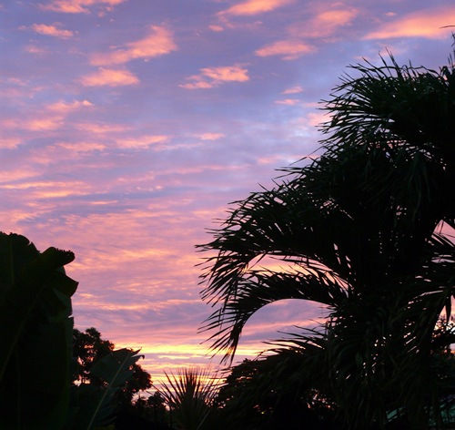 Red sky and palm fronds.