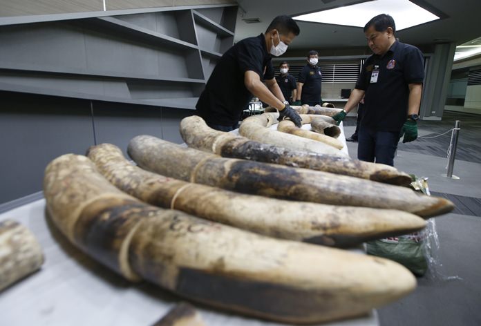 Thai customs officials display seized ivory during a press conference in Bangkok, Friday, Jan. 12. (AP Photo/Sakchai Lalit)