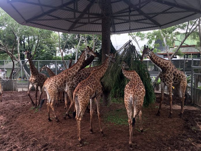 The Million Years Stone Park and Pattaya Crocodile Farm welcomed a new giraffe and three tiger cubs.
