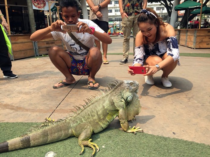 Jaow Toong Gnuen, an iguana who once called Pattaya’s Avenue galleria home, still likes to hang out and pose for photos there.