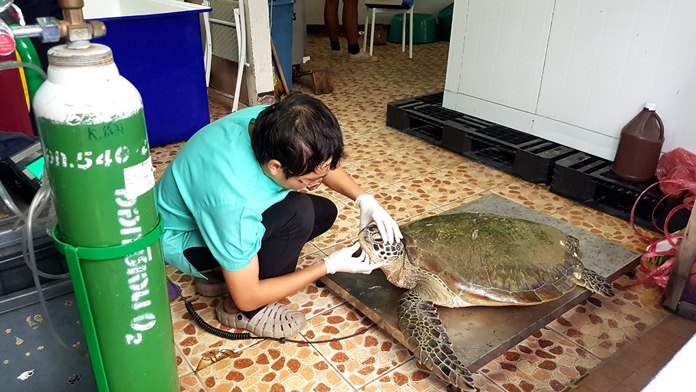 Sattahip’s Sea Turtle Conservation Center came to the rescue of an endangered green turtle injured by a boat propeller. . Kirin Sorapipat said the turtle was in good condition, although the recovery will be slow.