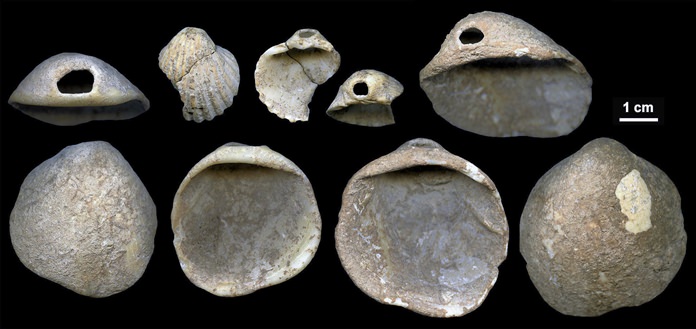 This undated image provided by João Zilhão in February 2018 shows perforated shells found in sediments in the Cueva de los Aviones near Cartagena, Spain. The artifacts date to between 115,000 and 120,000 years ago. New discoveries in some Spanish caves give the strongest evidence yet that Neanderthals created art. (João Zilhão via AP)