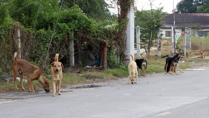 Stray dogs have taken over a lot behind Banglamung Hospital, raising fears of attacks and rabies infections among neighbors.