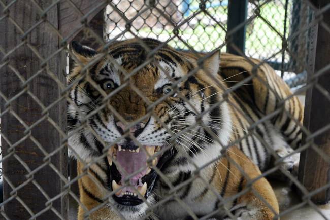 The head of Tiger Park Pattaya says she was shocked to hear accusations that a Thai construction magnate poached a black panther.