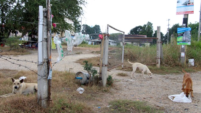 Pattaya officials called on residents and health volunteers to stay on the lookout for cases of rabies and any animals suspected of being infected.