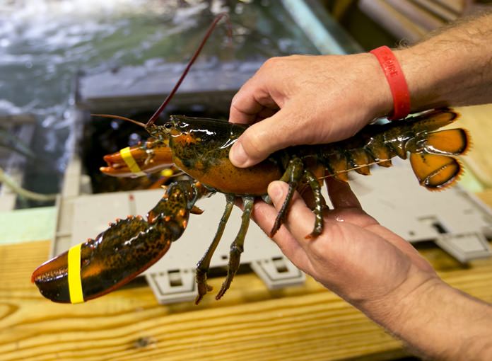Federal stats say China imported a record of more than 17.8 million pounds of lobster from America in 2017, eclipsing the previous record of about 14 million pounds in 2016. Thailand imported its largest total in history last year at more than 675,000 pounds. (AP Photo/Robert F. Bukaty, files)