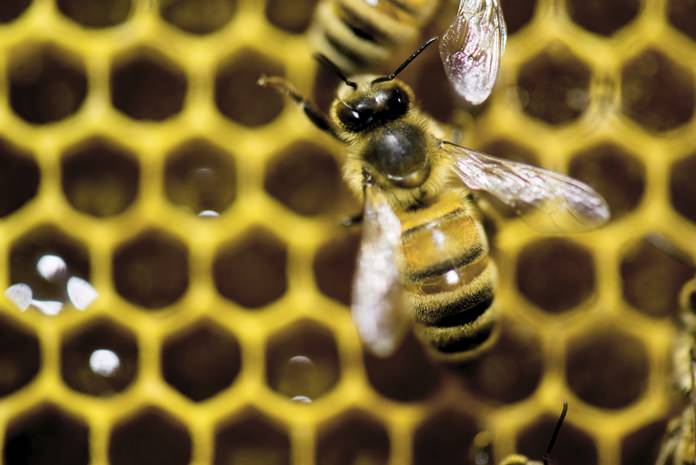 The European Union has made a key breakthrough to completely ban pesticides that harm bees and their crop pollination. The 28 member states got a large majority backing the ban on the three prevalent neonicotinoid pesticides which will take effect at the end of the year. (AP Photo/Andy Duback, File)