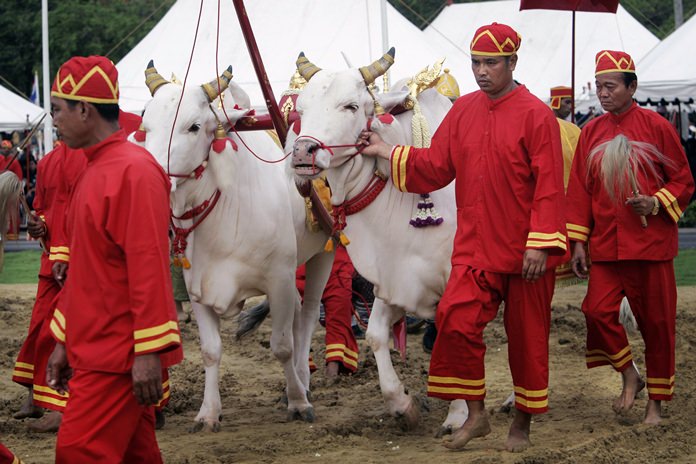 Oxen are guided by royal attendants during the Royal Ploughing ceremony in Bangkok. The ancient ritual is held in Thailand to mark the traditional beginning of the rice growing season. (AP Photo/Sakchai Lalit)