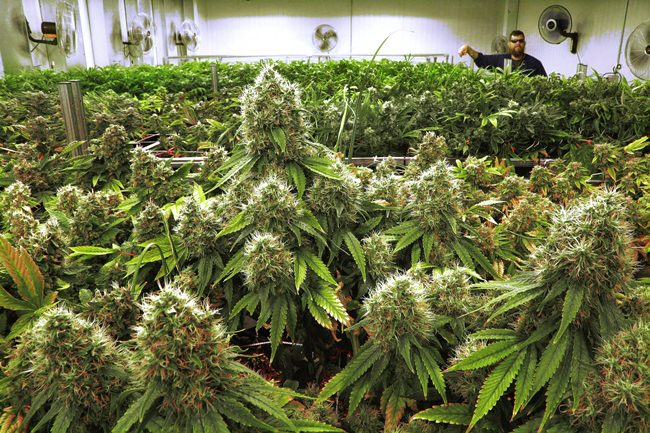This Sept. 15, 2015 file photo shows marijuana plants in a medical marijuana cultivation center in Albion, Illinois. (AP Photo/Seth Perlman)