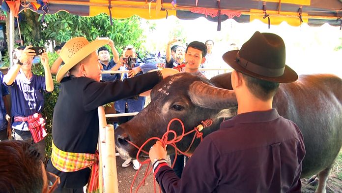 Countrywide blessing ceremonies are organised to show reverence to the beasts of burden on Thai Buffalo Conservation Day.