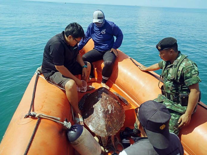 The hapless turtle gets a VIP ride to the Sea Turtle Conservation Center in Sattahip for care and treatment.