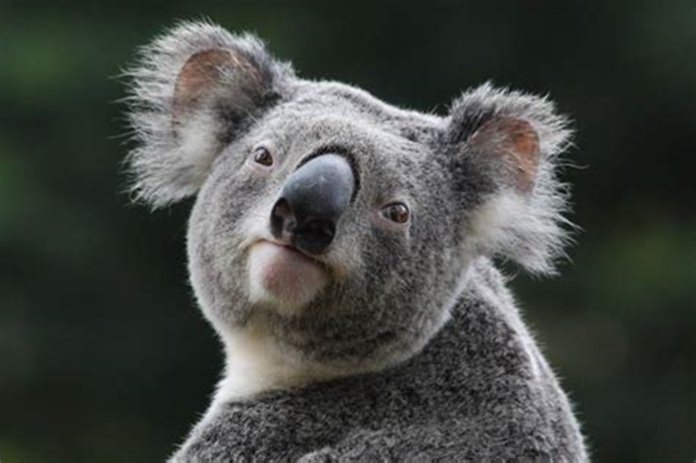 Koala bear.