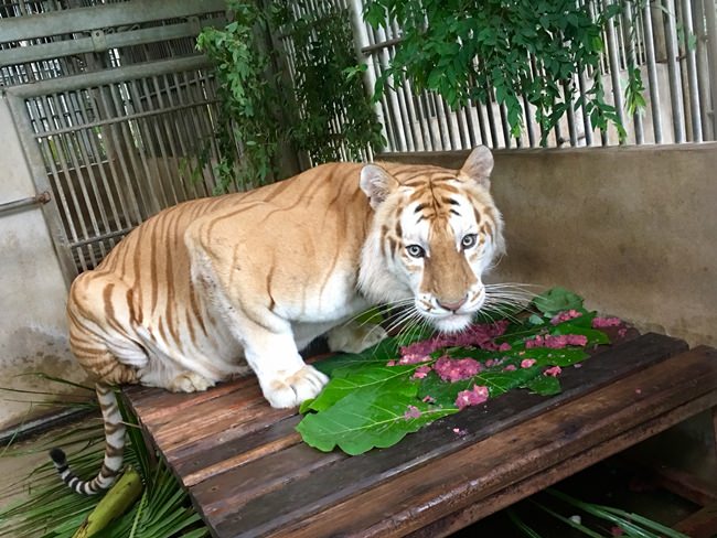 Goldie the golden tiger.