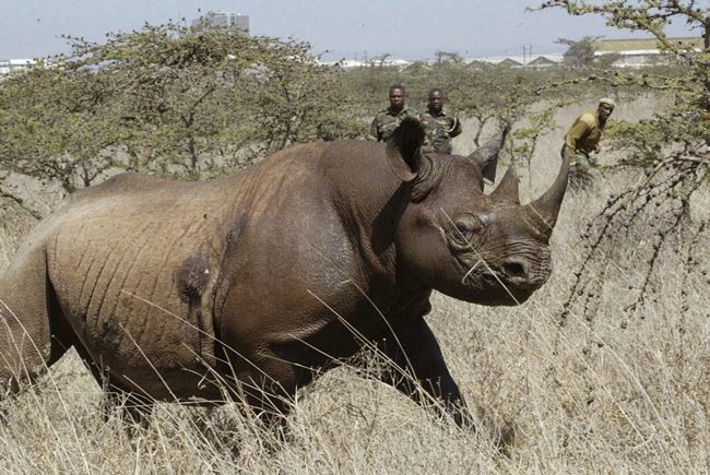 A Kenyan wildlife official on Friday, July 13, 2018 says eight critically endangered black rhinos are dead following an attempt to move them from the capital to a national park hundreds of kilometers away. (AP Photo/Sayyid Abdul Azim, File)