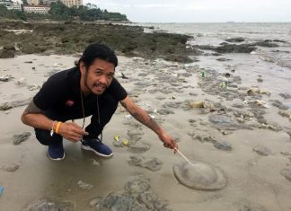 It’s jellyfish season again in Pattaya.