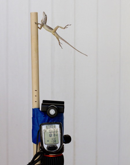 In this Oct. 19, 2017 photo provided by Colin Donihue, an anoles lizard hangs onto a pole during a simulated wind experiment in the Turks and Caicos Islands. (Colin Donihue via AP)