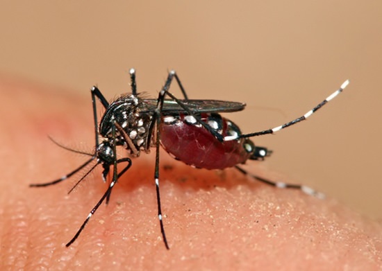 The health department is aggressively working to destroy breeding grounds for the disease-carrying Aedes mosquito and instructed village volunteers to tour their neighbors twice weekly to put abate in water sources. (Photo by Muhammad Mahdi Karim, Wikipedia)