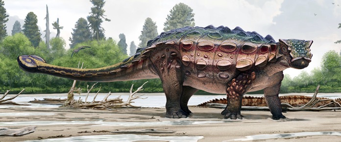 This artist rendering from the Natural History Museum of Utah shows an ankylosaur, a squat plant-eater that was covered in bony armor from its spiky head to its clubbed tail. (Natural History Museum of Utah via AP)