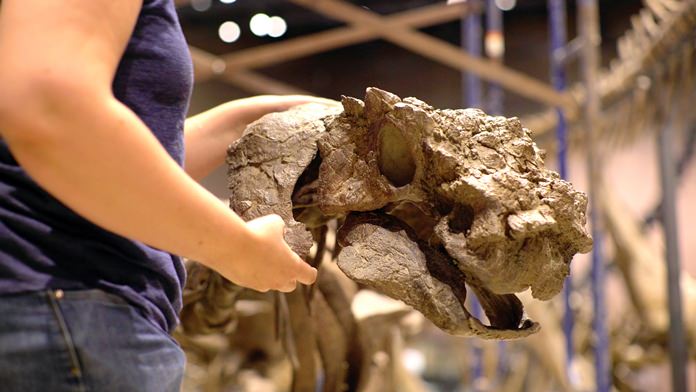 The heavily ornamented skull of an ankylosaur is shown before its unveiling at the museum in Salt Lake City. The ankylosaur, Latin name Akainacephalus johnsoni, roamed southern Utah on four legs about 76 million years ago, during the late Cretaceous Period. (Natural History Museum of Utah via AP)