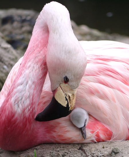 (Wildfowl & Wetlands Trust via AP)