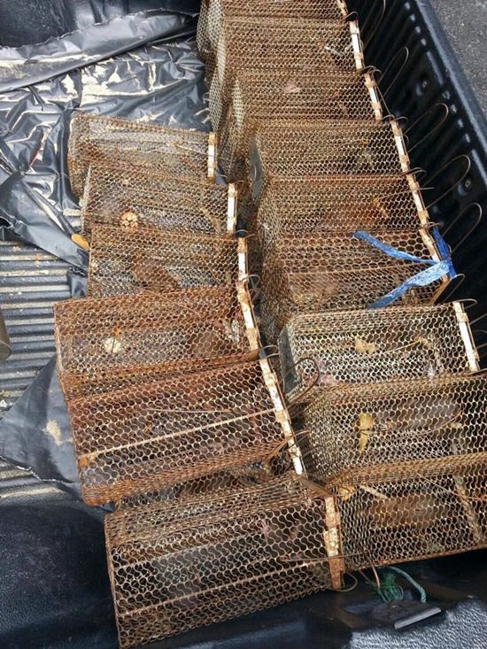 Pattaya health officials captured 27 rats on Pattaya Beach in their latest effort to make the shoreline rodent-free.