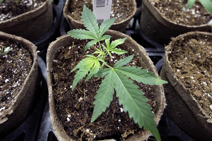 In a report released on Monday, Aug. 27, 2018, researchers at UC San Diego detected marijuana’s mind-altering ingredients in breast milk of nursing mothers, raising doctors’ concerns amid evidence that increasing numbers of U.S. women are using pot during pregnancy and afterward. (AP Photo/Steven Senne)