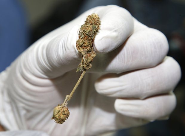 A police officer shows buds of marijuana before a news conference Bangkok, Tuesday, Sept. 25. (AP Photo/Sakchai Lalit)