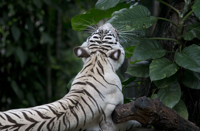 A White Bengal tiger stretches as it yawns. (AP Photo/Gemunu Amarasinghe)