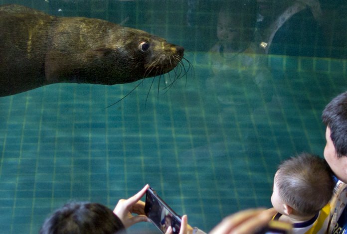 A seal swims close to an aquarium glass as visitors gather for a closer look following a seal show at the Dusit Zoo. (AP Photo/Gemunu Amarasinghe)