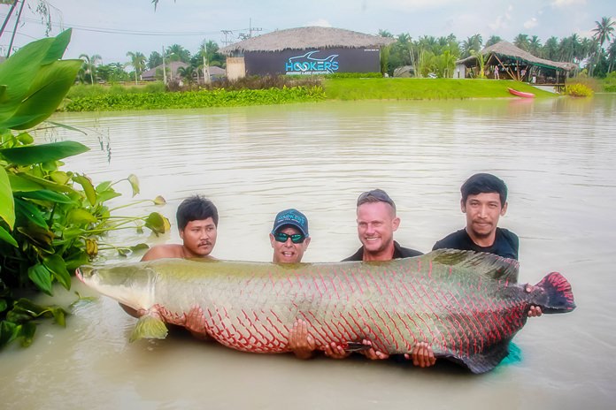 At the auspicious moment Jon Jarrow and his team carried and released this enormous 2.5 meter, 150 kg Arapaima into Hooker's Fishing Lake.
