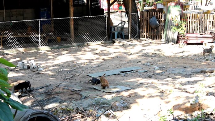 Wat Boonsamphan is offering 1,000-baht rewards for anyone who can identify the people dumping unwanted dogs and cats at the temple.