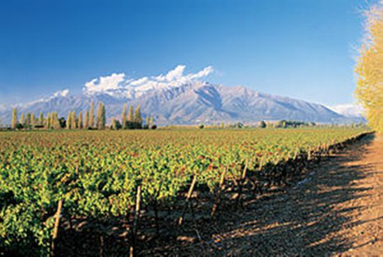 Chilean vineyard.