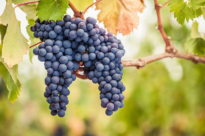 Pinot noir grapes.