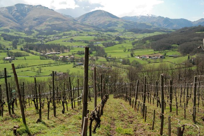 Vineyards in the Pyrenees.