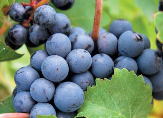 Cabernet-Sauvignon-grapes.