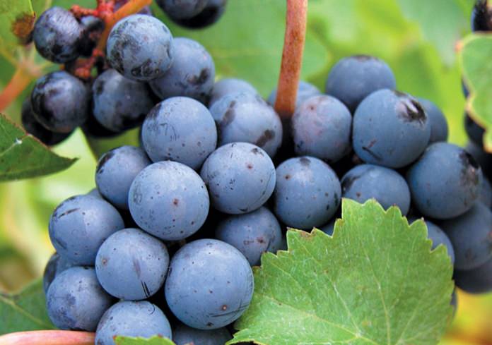 Cabernet-Sauvignon-grapes.