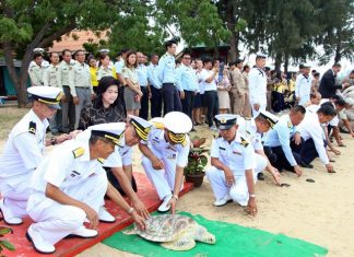 Navy releases 33 turtles into wild